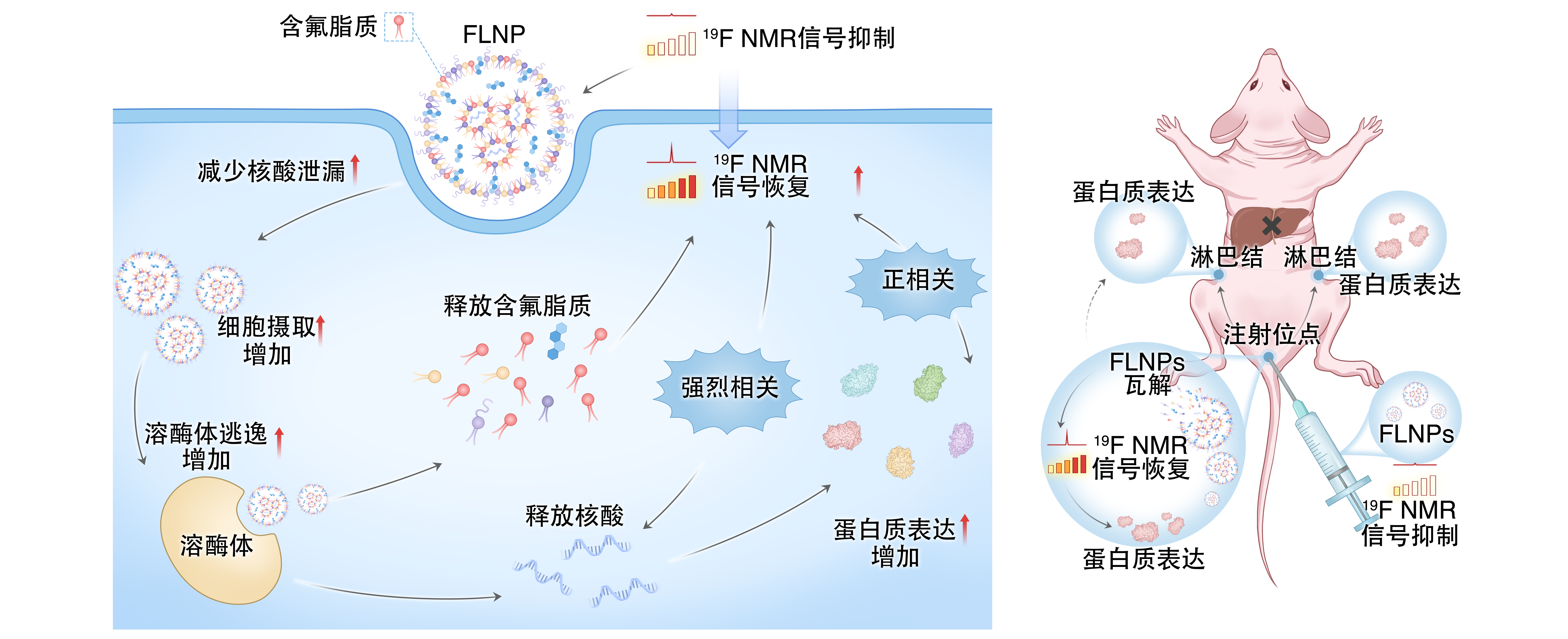 让 mRNA 在体内“看得见” EVO视讯官网在mRNA疫苗递送研究方面取得重要进展